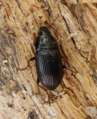 Amara sp.